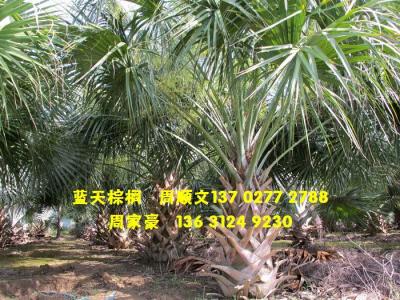 龙鳞榈