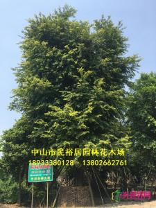 朴树