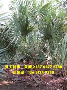 龙鳞榈