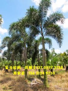 狐尾椰子