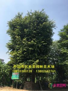朴树