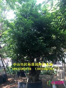 假苹婆
