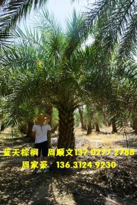 中东海枣