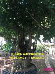 假苹婆