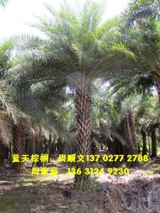 中东海枣