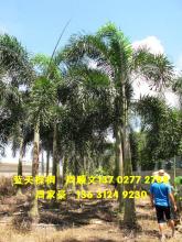 狐尾椰子