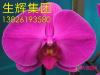 蝴蝶兰