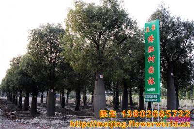 佛肚树