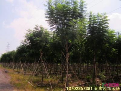 蓝花楹