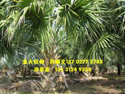 龙鳞榈