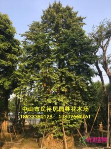 子母树